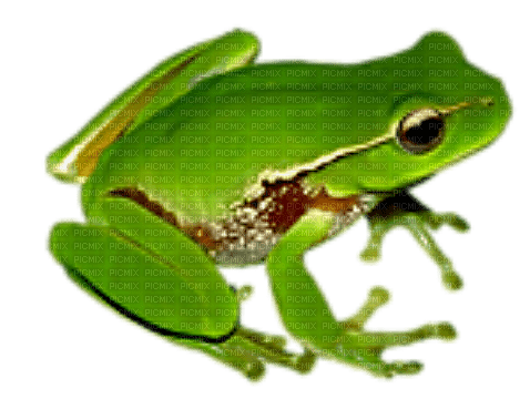 frog by nataliplus - darmowe png