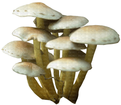 Mushrooms - png grátis