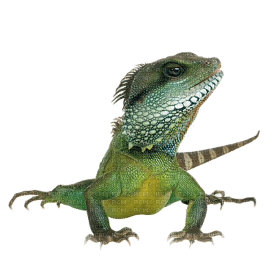 tube cameleon - Free PNG