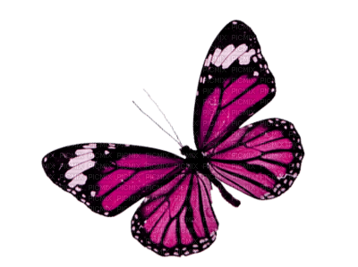 Mariposa - darmowe png