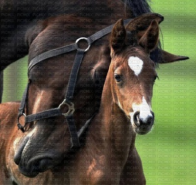 horse with foal bp - png gratuito
