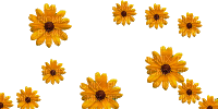 flowers - Бесплатни анимирани ГИФ
