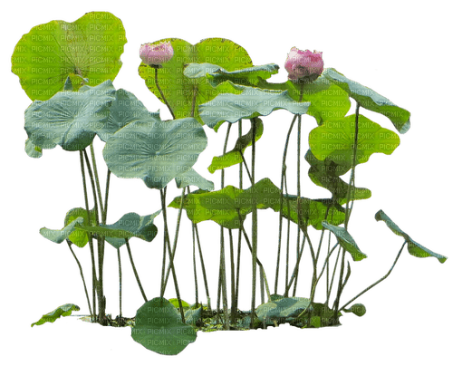 Plants.Lotus.Plante.acuatic.Victoriabea - PNG gratuit