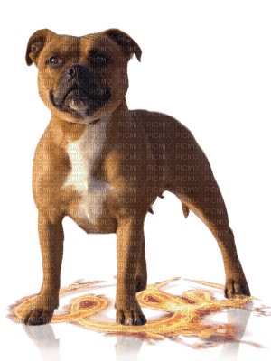 Kaz_Creations  Dog Pup - png gratuito