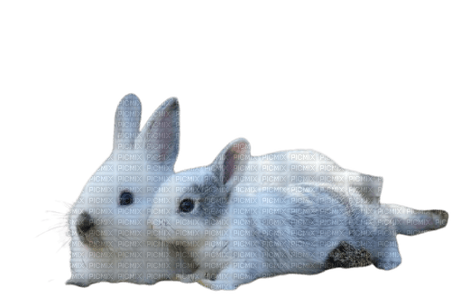 rabbit bunny lapin Kaninchen Winter - png ฟรี