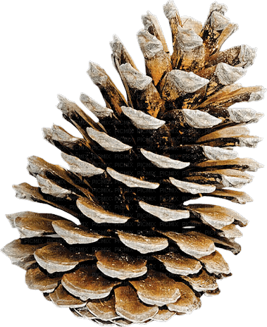pine cone Bb2 - ingyenes png