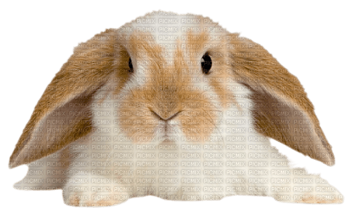 Y.A.M._Animals, rabbit, Easter - bezmaksas png