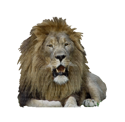 lion - Бесплатный анимированный гифка