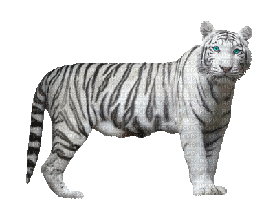 Tiger Nitsa P - 無料のアニメーション GIF