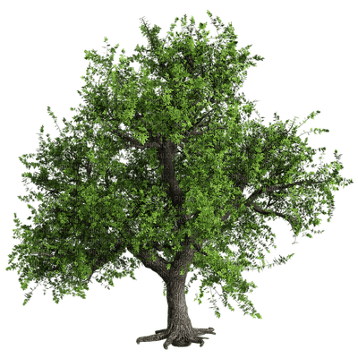 tree puu sisustus decor - ücretsiz png