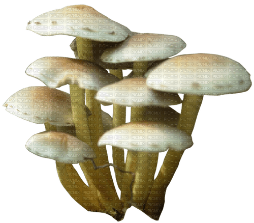 Mushroom - 免费PNG