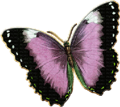 papillon - gratis png
