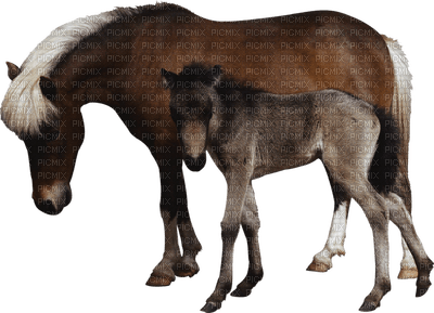 aze cheval marron Brown - Free PNG