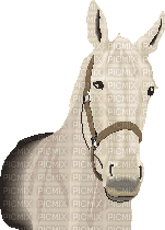 cheval - Bezmaksas animēts GIF