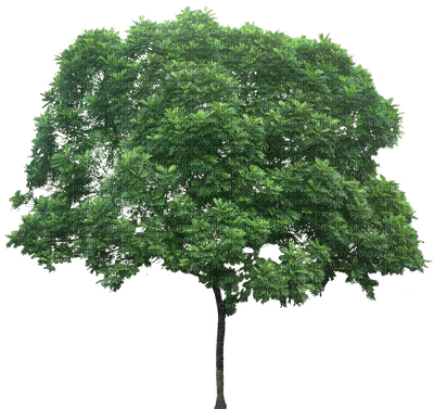 tree baum bush busch - Free PNG