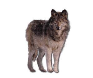 Tube Animaux Loup - png gratuito