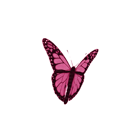 Pink Butterfly - GIF เคลื่อนไหวฟรี