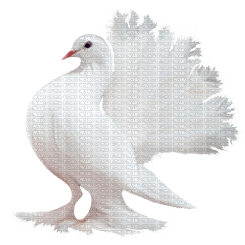 Oiseau - безплатен png