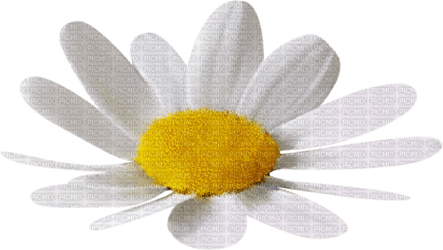 Fleur Marguerite Blanc:) - png gratuito