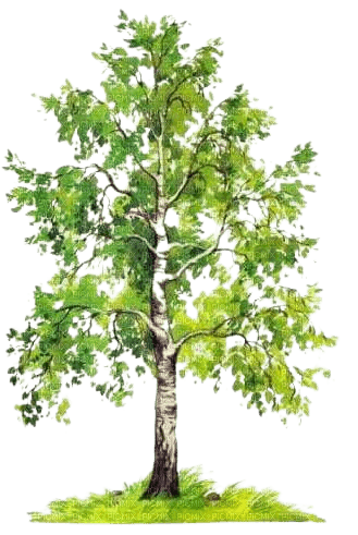 arbre - besplatni png