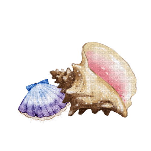 seashells Bb2 - png grátis