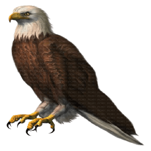 eagle - zadarmo png