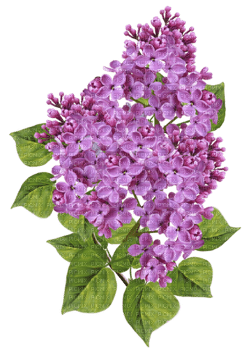 lilac deco - Free PNG