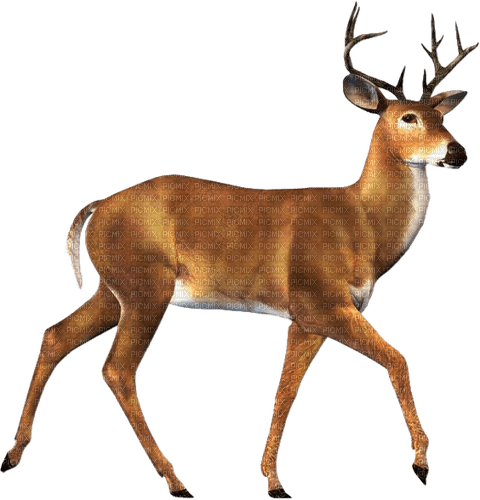 Reh, deer - kostenlos png