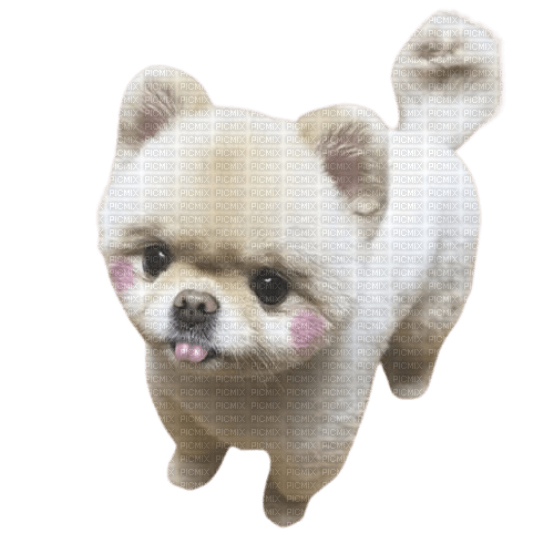 Blushy Pomeranian - gratis png