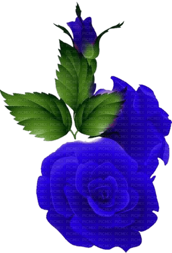Roses - ilmainen png