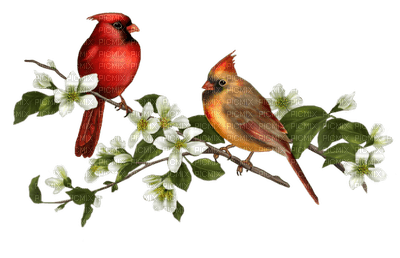 Kaz_Creations Bird Birds - gratis png