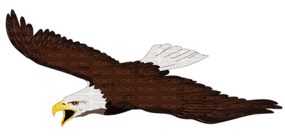 Kaz_Creations Birds Bird Eagle - zdarma png