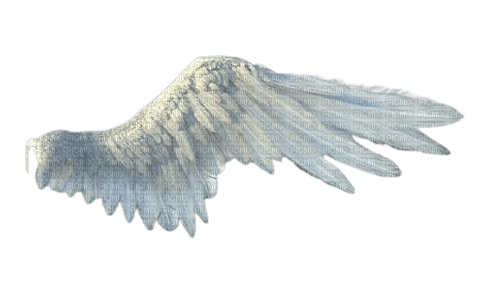 white  angel wing - PNG gratuit