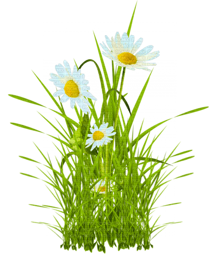 Flowers.Daisies.White.Yellow - png ฟรี