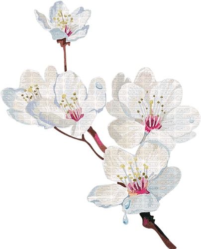 Cherry Blossom - png grátis