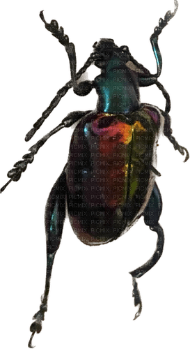 jobin the beetle - bezmaksas png
