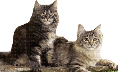 Chat, cat, Katze - PNG gratuit