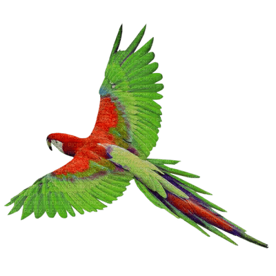 parrot - kostenlos png