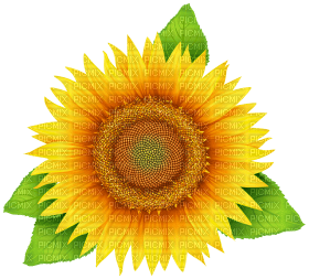 Kaz_Creations Deco Flowers Sunflower Flower - bezmaksas png