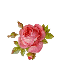 pink rose - 無料png