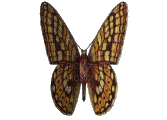 butterfly, butterflies bp - Kostenlose animierte GIFs
