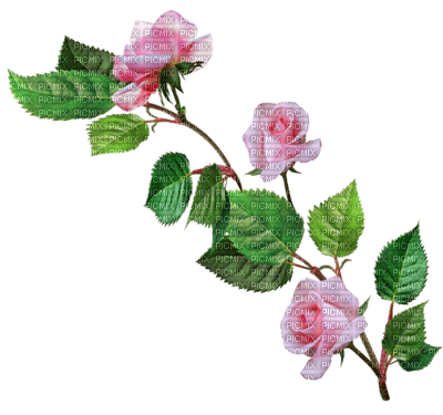 dulcineia8 rosas - darmowe png