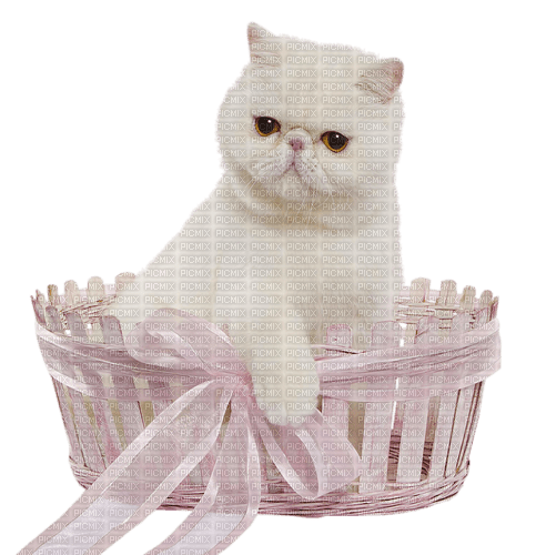 Cat Chat Basket - Free PNG