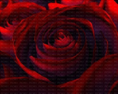minou-bg-red-rose - δωρεάν png