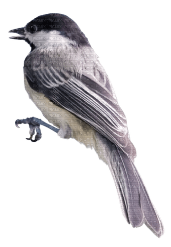 dolceluna deco bird - PNG gratuit