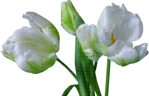 Tulpen - besplatni png