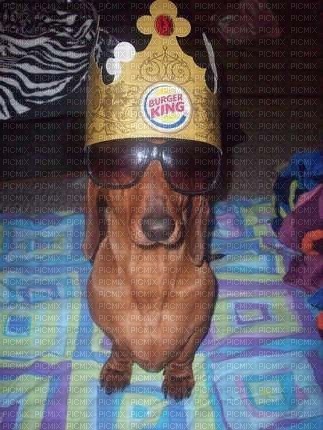 dog with da crown - png gratuito