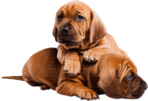 gala animals dog - bezmaksas png