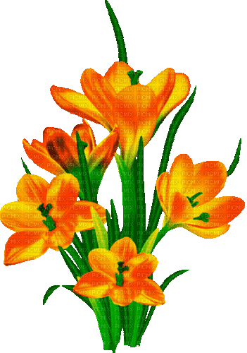 Animated.Flowers.Orange - By KittyKatLuv65 - Free animated GIF