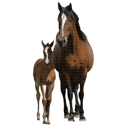 лошадь с жеребенком - PNG gratuit